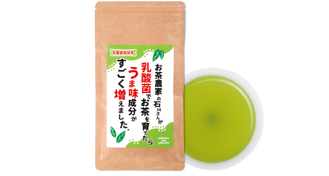 【新茶予約受付中】お茶農家の石川さんが乳酸菌でお茶を育てたら旨味成分がすごく増えました