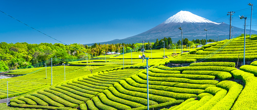 お茶について詳しく知る